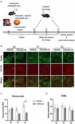 In vivo morphological alterations of TAMs during KCa3.1 inhibition—by using in vivo two-photon time-lapse technology